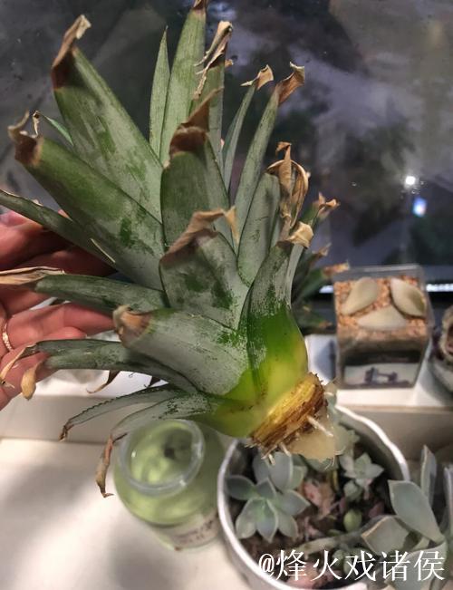 “详细教学：菠萝的种植方法高清视频”